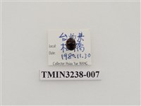 藏品(六斑月瓢蟲)的圖片